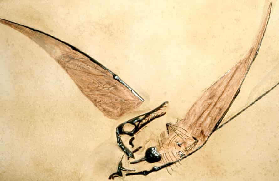 Fossile di pterosauri giurassici.
